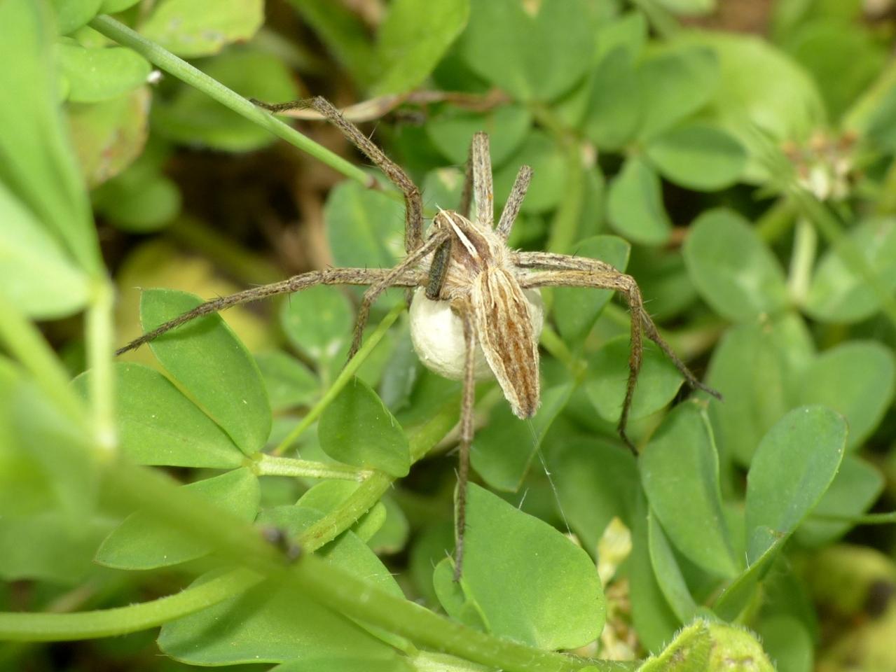 Pisaura sp. - Sasso Marconi (BO)